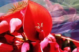 Se declara Flor Nacional: El Ceibo
